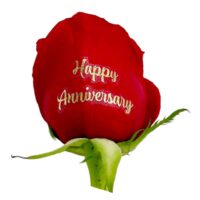 Happy anniversary gold foil live sentiment applied to a red rose petal