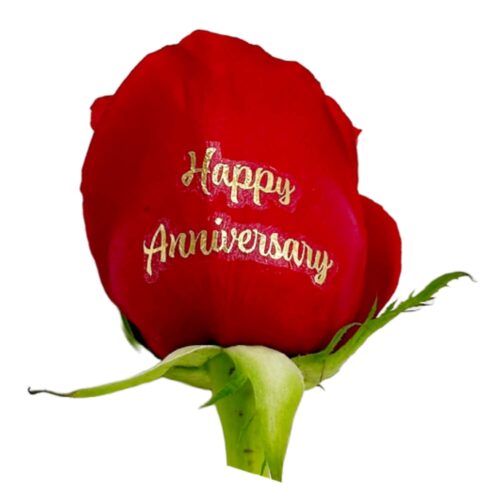 Happy anniversary gold foil live sentiment applied to a red rose petal