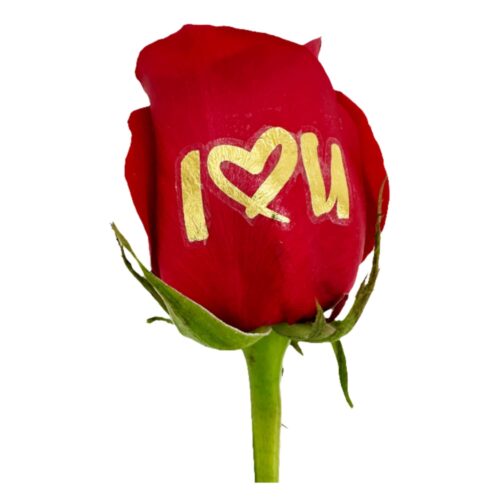 I love you gold foil live sentiment applied to a red rose petal with heart design