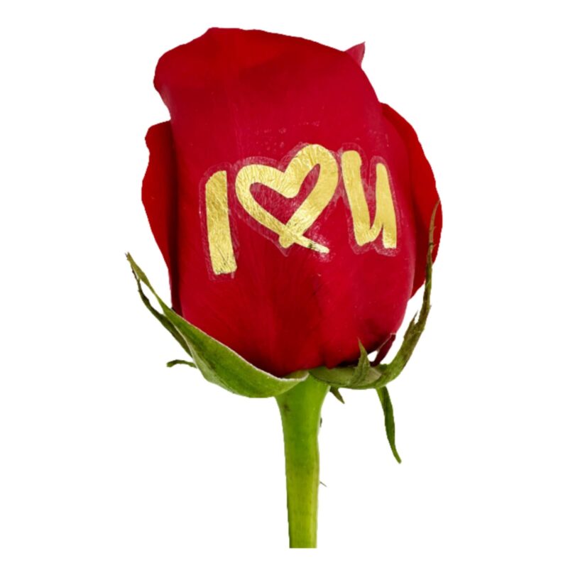 I love you gold foil live sentiment applied to a red rose petal with heart design