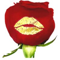 Gold kiss imprint applied to a red rose petal using Pen to Petal live sentiments
