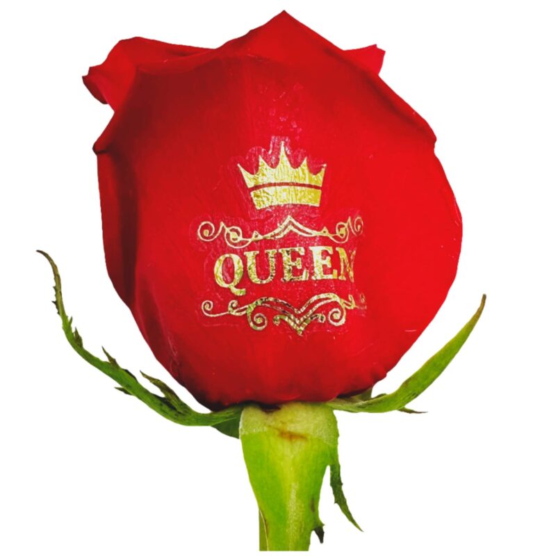 Queen gold foil live sentiment applied to a red rose petal