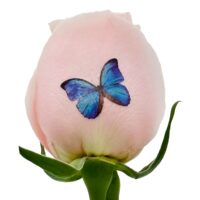 Blue Butterflies - Color Live Sentiment (Copy)