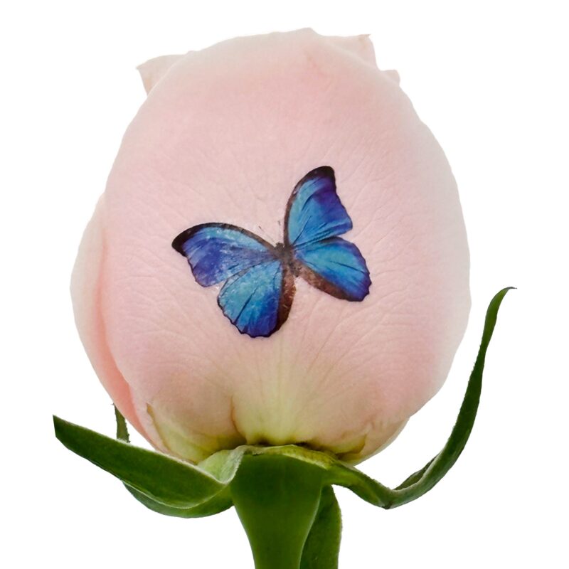 Blue Butterflies - Color Live Sentiment (Copy)