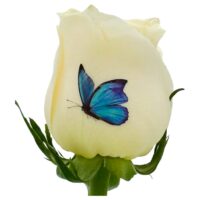 Blue Butterflies - Color Live Sentiment (Copy)
