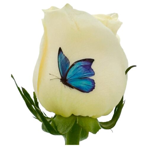 Blue Butterflies - Color Live Sentiment (Copy)