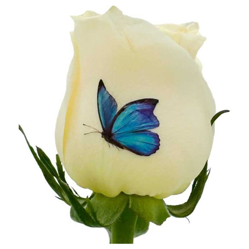 Blue Butterflies - Color Live Sentiment (Copy)