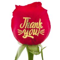 Thank you  - Gold Foil Live Sentiment