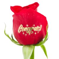 congrats rose and half sheet-1 Congrats! - Gold Foil Live Sentiment